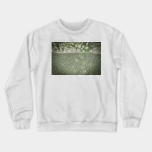 Top down aerial view of green nursery forest bordering with mature forest Crewneck Sweatshirt